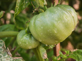 Close-up of wet fruit