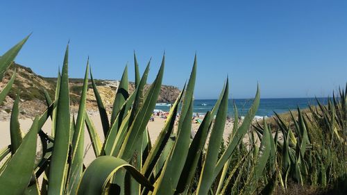 Close-up of grass growing on beach