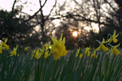 Close-up of yellow flowers blooming in field