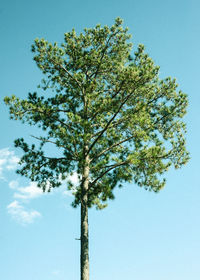 Low angle view of tree against sky