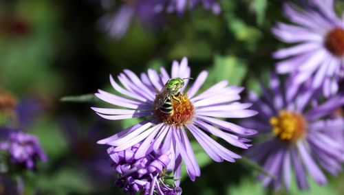 Close-up of bee pollinating on purple flower