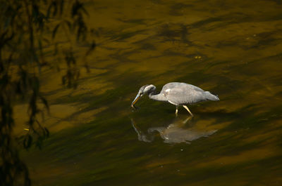 High angle view of bird in lake
