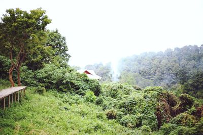 Scenic view of forest against clear sky