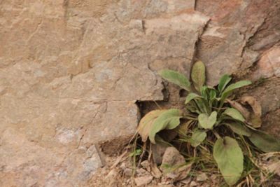 Close-up of plant growing on rock