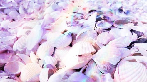 Full frame shot of flowers