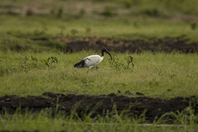 Side view of a bird on field