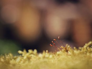 Close-up of insect on grass
