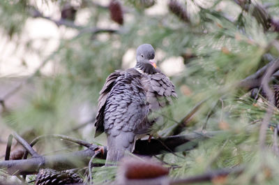 Close-up of owl perching on tree