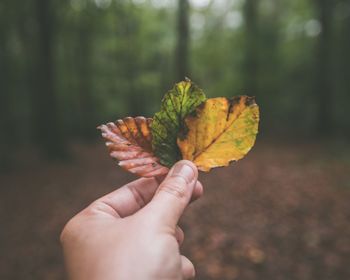 Close-up of hand holding maple leaf in forest