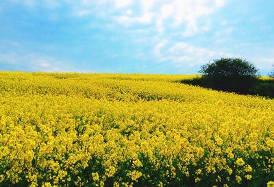 Scenic view of oilseed rape field against sky