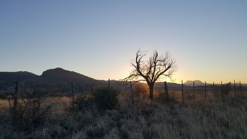 Bare trees on landscape against clear sky