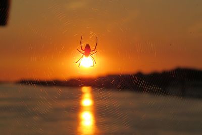 Silhouette of spider on wet glass during sunset