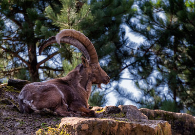 Side view of alpine ibex relaxing on field