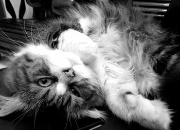 Close-up portrait of cat