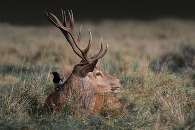 A magpie feeding on parasites in the fur of a red stag deer in bushy park, teddington