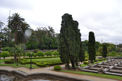 Trees in a park