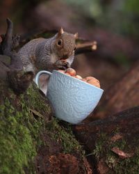 Close-up of squirrel