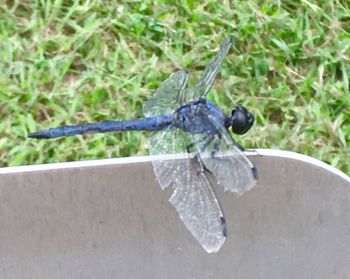 Close-up of insect