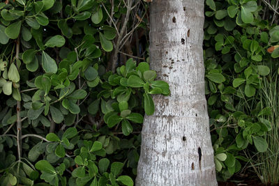 Close-up of ivy growing on tree trunk in forest