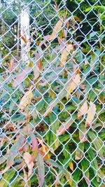 Close-up of chainlink fence