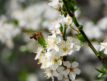 Close-up of bee pollinating flower