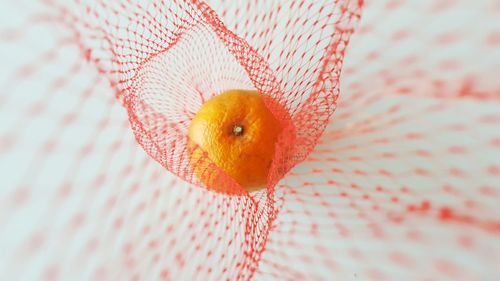 Close-up of orange fruit