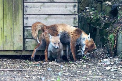 Sheep standing in a farm