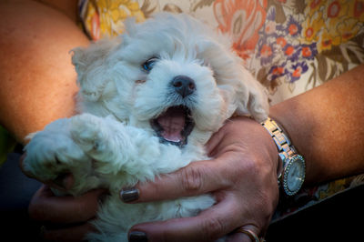 Close-up of man holding dog