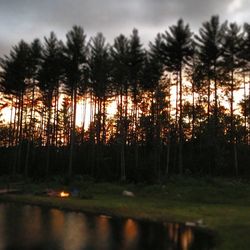 Reflection of trees in lake at sunset