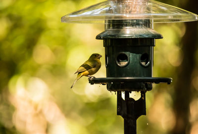 Close-up of bird perching on feeder