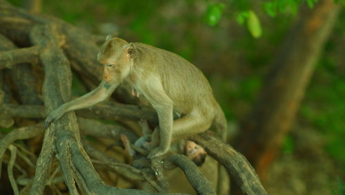 Side view of monkey on tree in forest