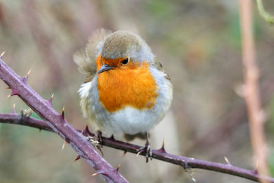 Close-up of robin perching on branch