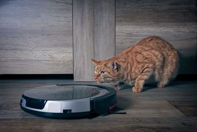 Funny ginger cat lurking behind a robot vacuum cleaner.