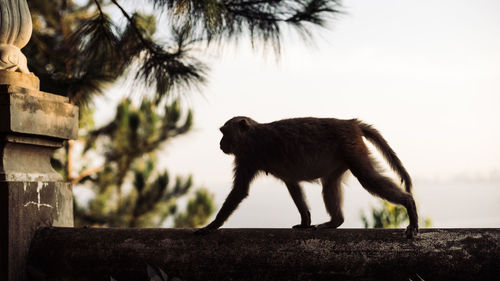 Side view of a monkey against the wall