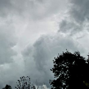 Low angle view of trees against cloudy sky