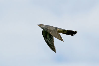 Low angle view of eagle flying in sky