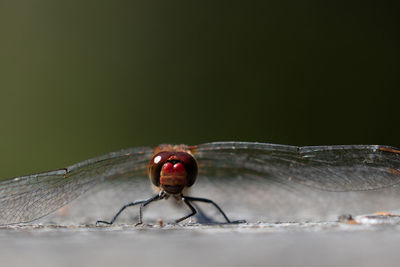 Close-up of fly