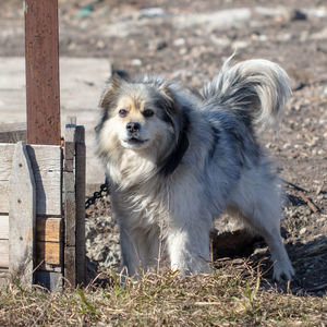 Portrait of dog standing on field