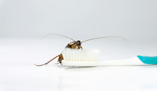 Close-up of insect on white background