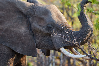 Close up of an african elephant