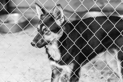 Dog seen through chainlink fence