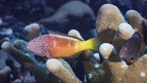 Close-up of fish swimming in sea