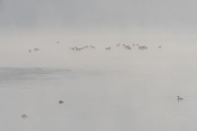 View of birds in the sea against sky