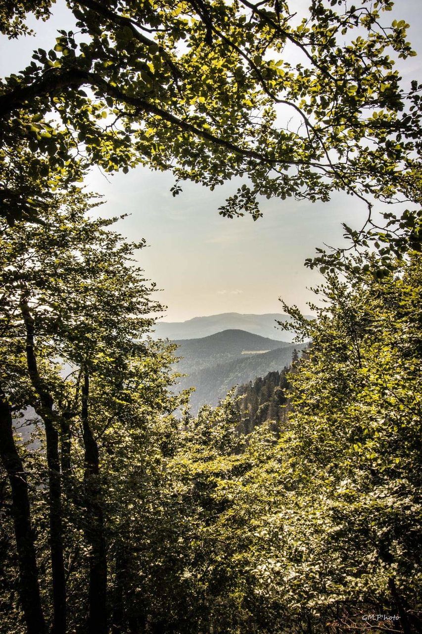 Paysages Vosges Tree Branch Mountain Forest Sky Landscape Tranquil Scene Foreground Tranquility