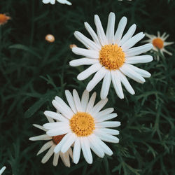 Close-up of white daisy flowers