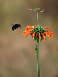 Close-up of bee on flower