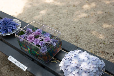 Hydrangea in a tank displayed at a shrine.