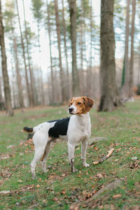 Dog in forest