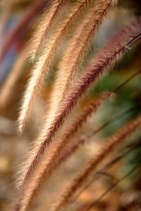 Close-up of fresh plant