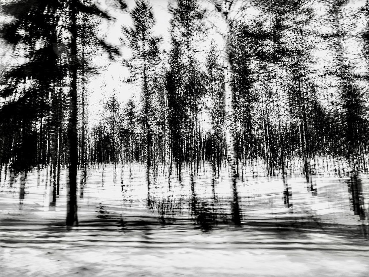 TREES GROWING IN FOREST DURING WINTER